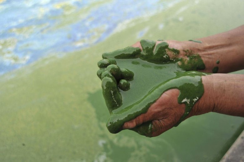 Fisherman cups a handful of water from the algae-filled Chaohu Lake in Hefei