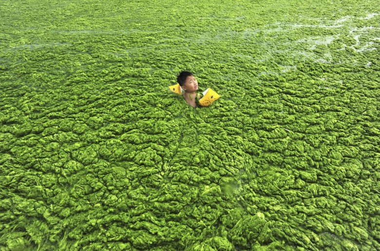 Boy swims in water choked with algal bloom, Qingdao, Shandong