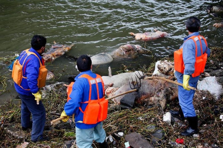 Over 3,000 dead pigs float in Huangpu River