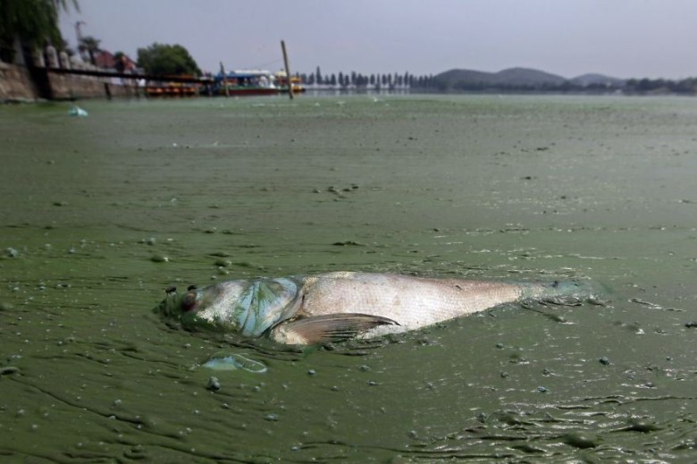 Dead fish in water filled with thick, muddy algae, in East Lake, Wuhan
