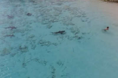 Küçük çocuk köpekbalıklarından son anda kurtuldu