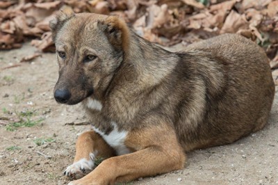 Köpeğini yılandan kurtarırken hayatını kaybetti