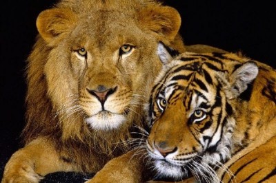 Aslan ile kaplan sirkte ata saldırdı