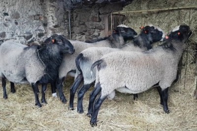 Romanov Koyunu Özellikleri ve Yetiştirimi