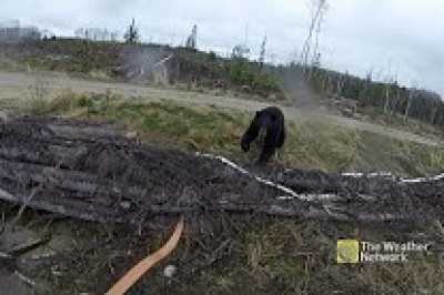 Ava giden avcı az kalsın ayıya av oluyordu!