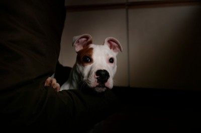 Köpek sahibini silahla vurdu!