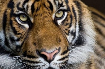 Bu ülkede kaplanların sayısı 2 katına çıktı!