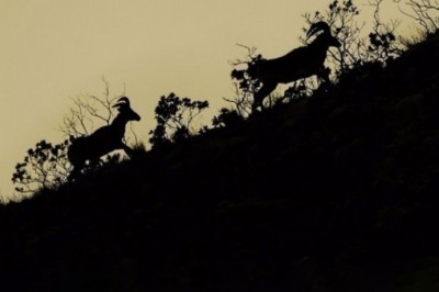 Yaban Koyunları koruma altında