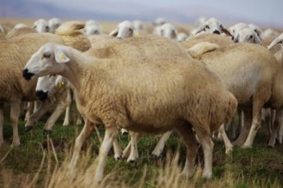 Türkiye'de bulunan koyun cinsleri ve türleri