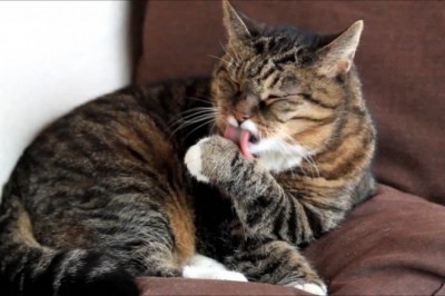 Türkiye'de bulunan kedi türleri nelerdir?