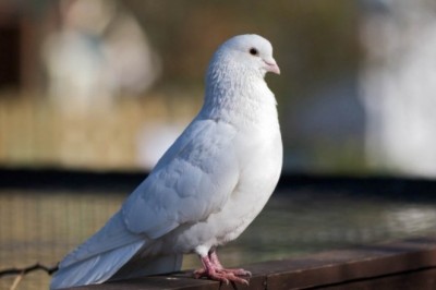 Güvercinler ne kadar yaşar?