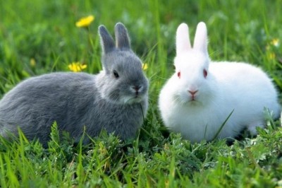 Tavşan neden gözleri açık uyur!