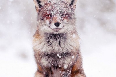Fotoğrafçı Belgeleri: Çarpıcı Vahşi Tilkiler ve Kar Keyfi!