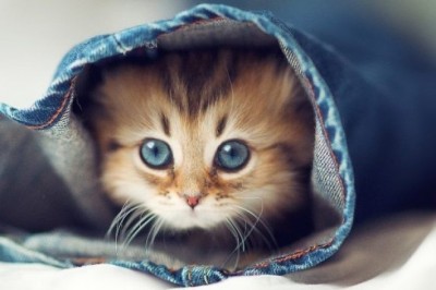 Kediler neden mırlar biliyor muydunuz?