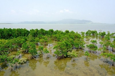 Mangrov ormanları afetlere karşı doğal set görevi görüyor