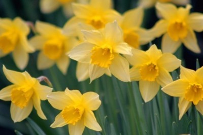 Nergis Çiçeğinin Kanser'e Faydalı Olduğu Ortaya Çıktı