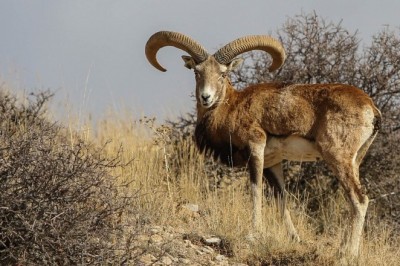 Türkiye'de yaşayan yabani hayvanlar