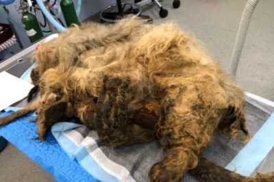 4 kiloluk tüylerle gezen köpeğin tüylerinden kurtuluşu!