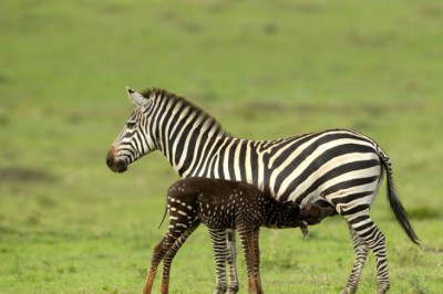 Yavru Zebra, Çizgileri Yerine Lekelerle Doğdu