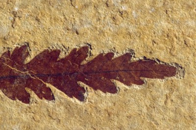 Fosil çeşitleri nelerdir?