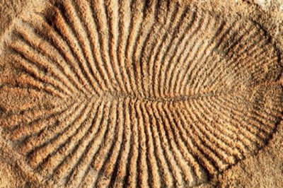 Fosiller Nerelerde Olur - Bulunur?