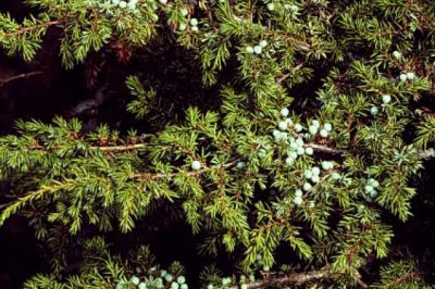 Andız-Ardıç kozalağının faydaları nelerdir?