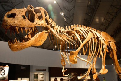 Fosil Nedir? Nasıl Oluşur?