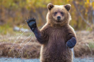 Ayılar ortalama kaç yıl yaşar?