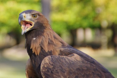 Türkiye'de yaşayan kartal türleri!