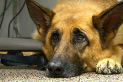 Köpekler Neden Epilepsi (Sara) Olur?