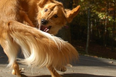 Köpekler Neden Kendi Etrafında Döner?