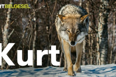 TRT Belgesel'in Çektiği Kurt Belgeseli