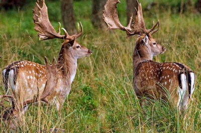 Türkiye'de Yaşayan Geyik Türleri