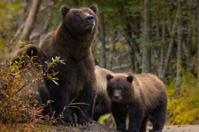 Ayılar Neden Bal Yer?