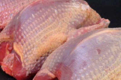 Güvercin Eti Hakkında: Besin Değerleri Yüksek