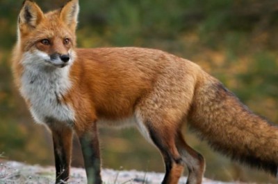 Şâfiî Mezhebinde Tilki Eti: Şafiler Neden Tilki Yer?