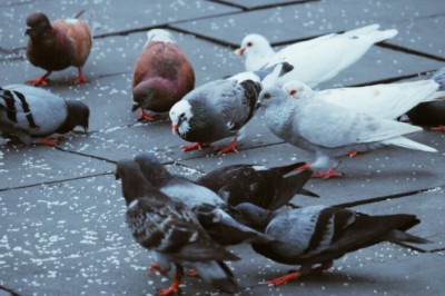Güvercinler Neden Kokar?