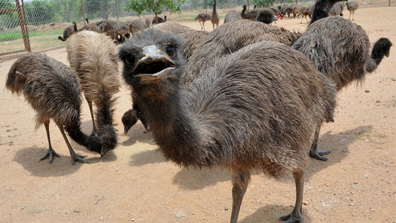 Emu Yumurtasinin Faydalari Ve Zararlari Nelerdir Soyledim