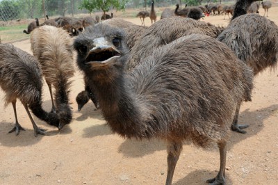 Emu Yumurtasının Faydaları ve Zararları Nelerdir?