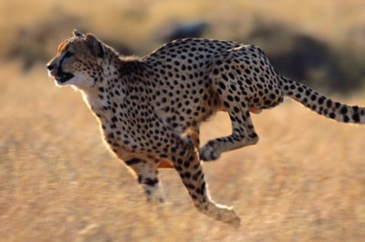 Çitalar hakkında bilmediğiniz 5 şey