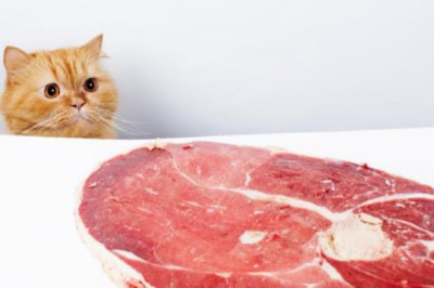 Kör eden parazit: Toksoplazma - Bundan nasıl korunulur?