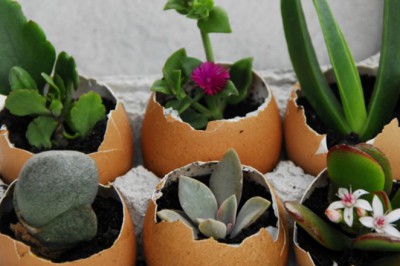 Yumurta Kabukları Hakkında Bilmediğiniz 4 Faydası