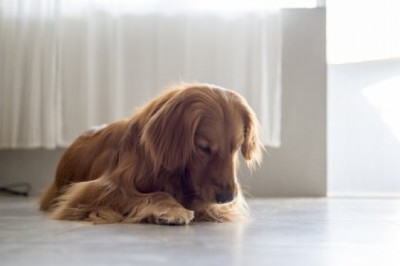 Köpekler neden kendini yalar!