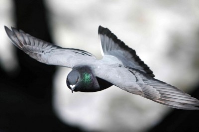 Güvercinler neden takla atar?