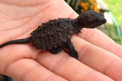 15 şirin küçük parmak büyüklüğünde hayvan fotoğrafı