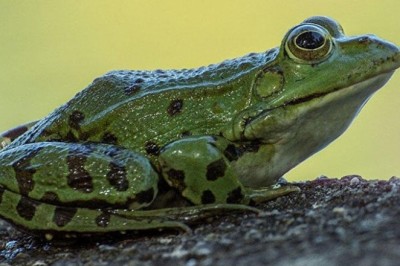 Guatr tedavisinde kurbağa yemek faydalı olur mu?