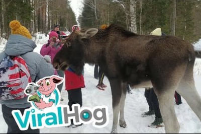 Vahşi Sığın Geyiği Çocuğa Saldırdı!