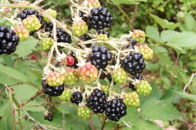 Böğürtlenin Sağlığımız İçin 7 Faydası