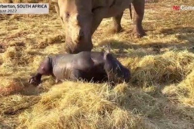 Güney Afrika yaban hayatı koruma alanı beyaz gergedan buzağısını ağırlıyor