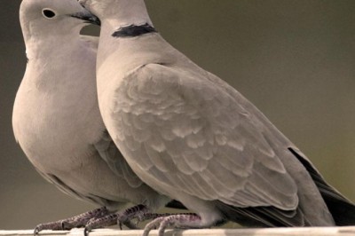 Kumrular ne kadar yaşar?